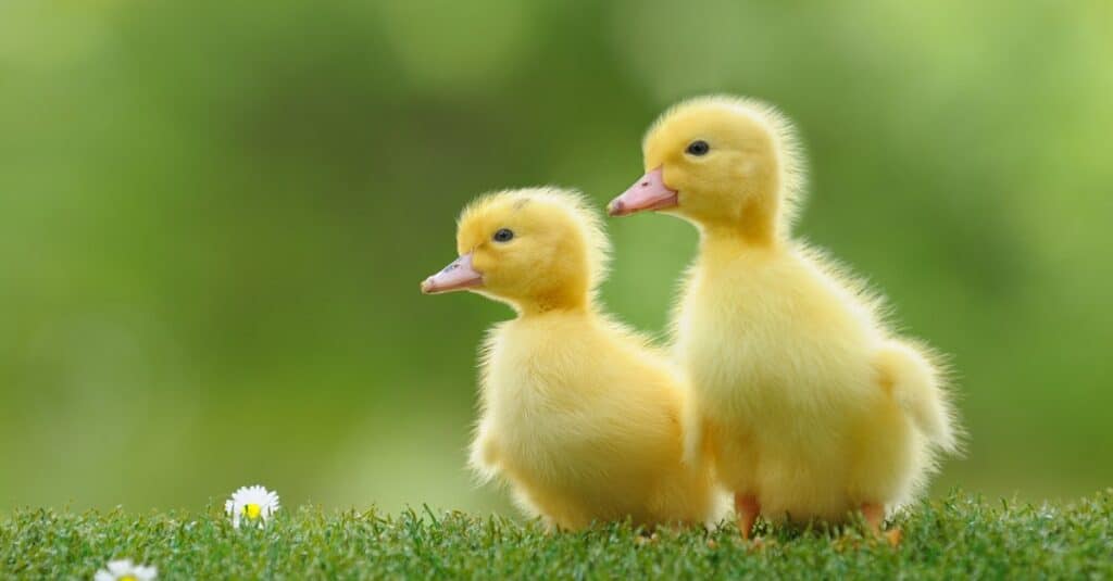 baby ducks
