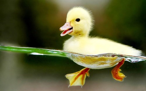 Baby duck swimming