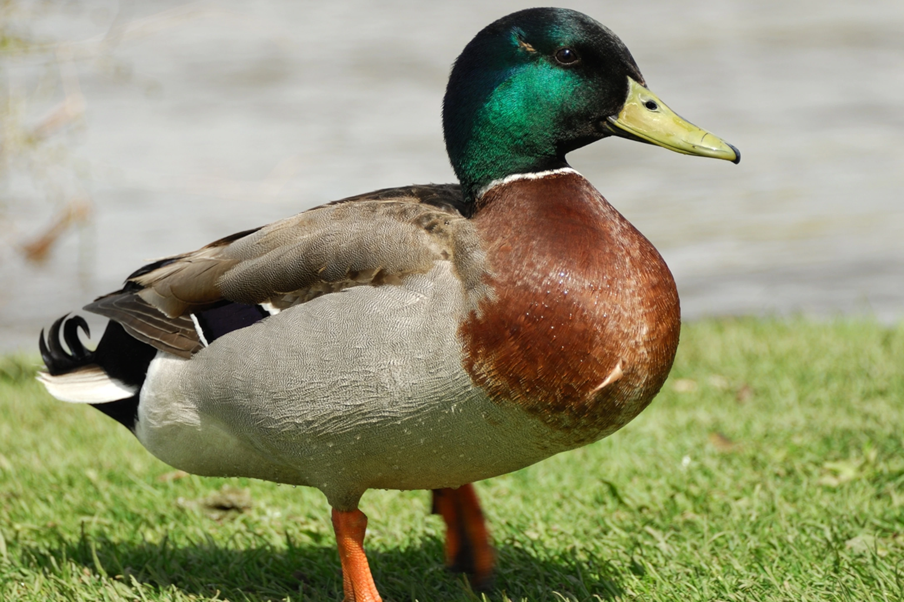 Mallard duck