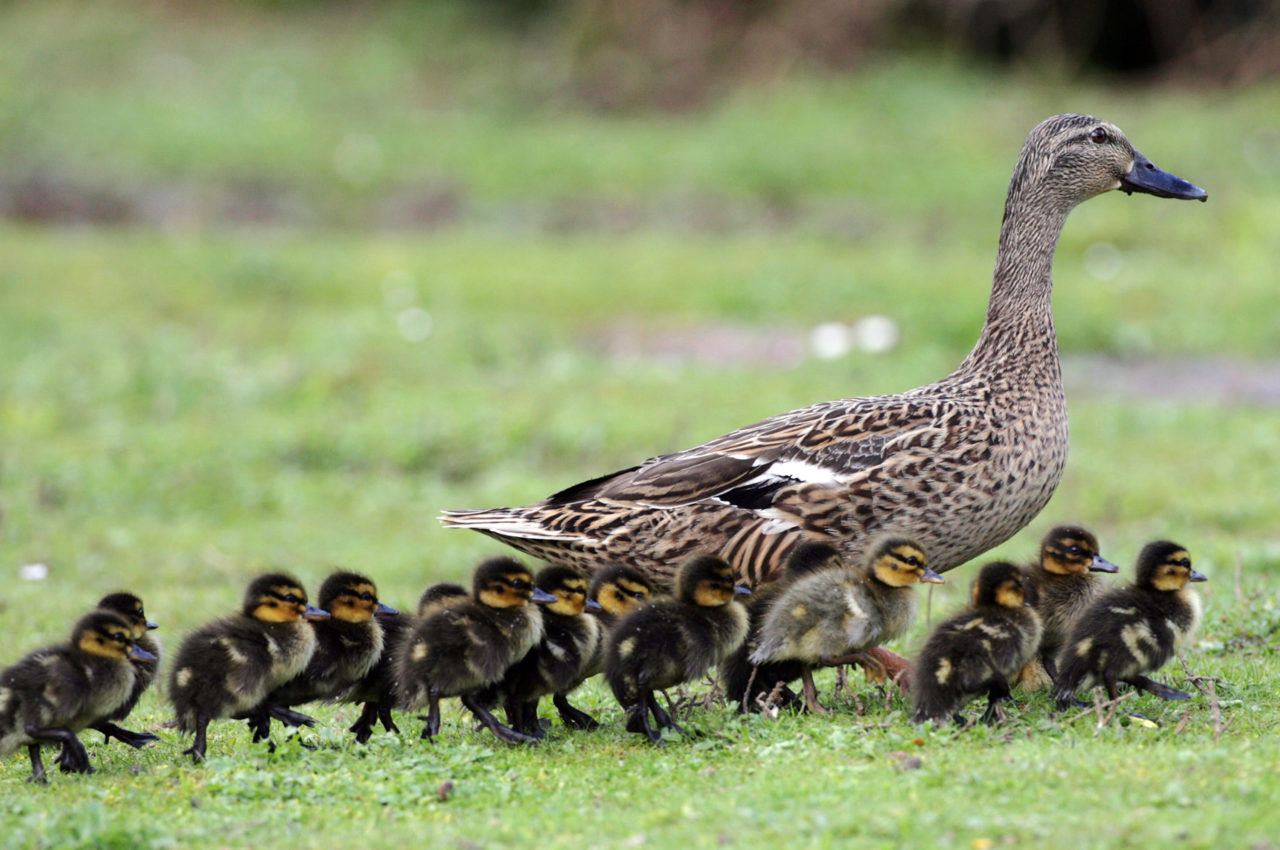 Mother duck leading baby ducks