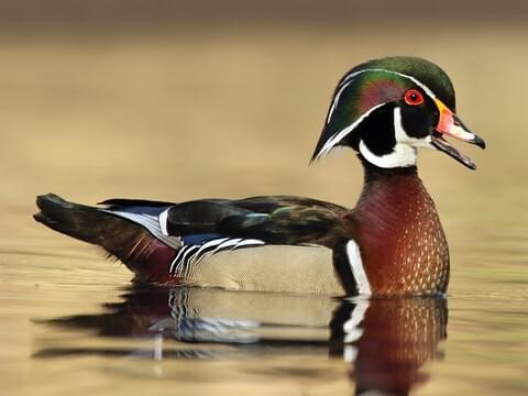 Wood duck